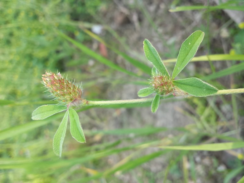 Knotted Clover photo 8