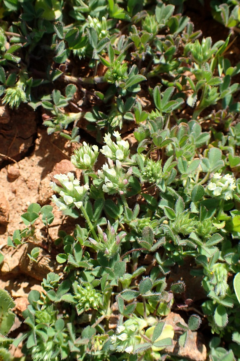 Knotted Clover photo 2