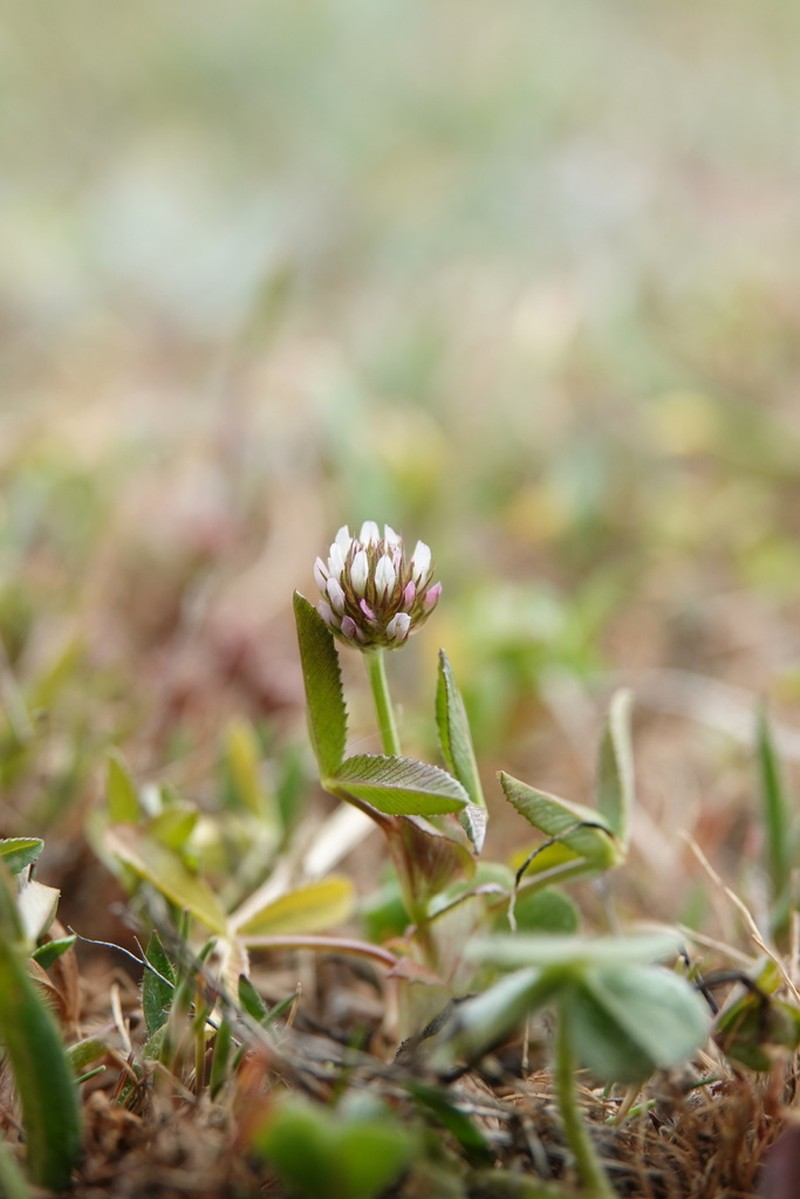Trifolium strictum