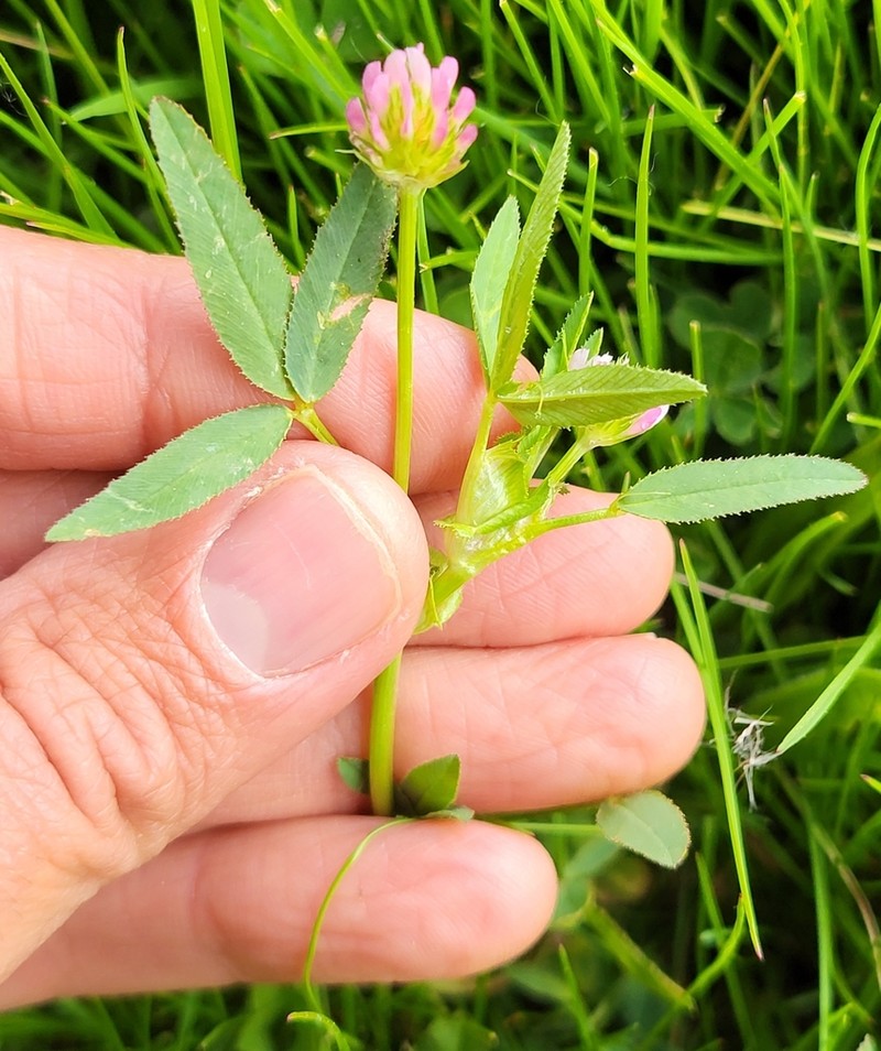 Trifolium strictum photo 2