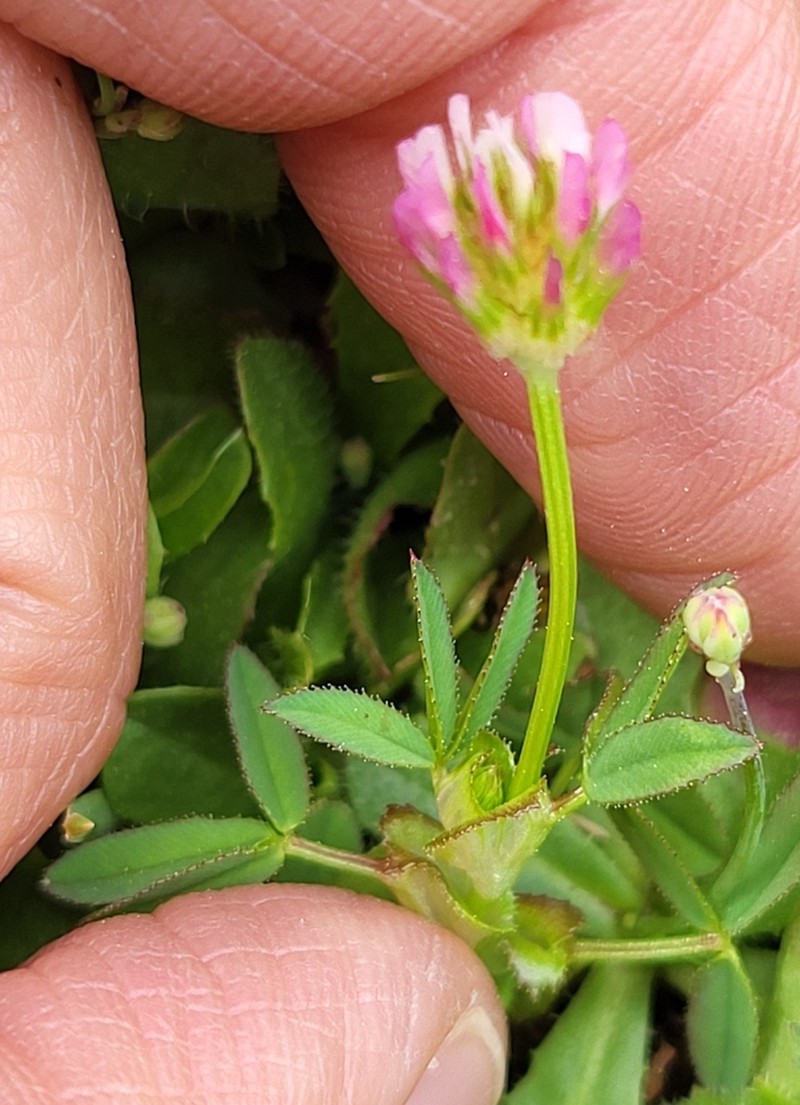 Trifolium strictum photo 3