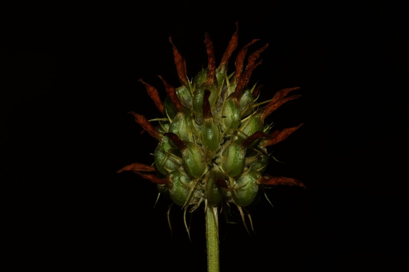Trifolium strictum photo 4