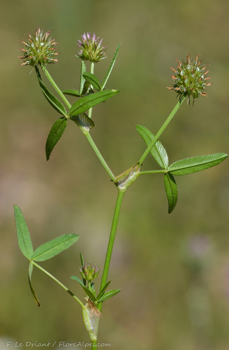 Trifolium strictum photo 5