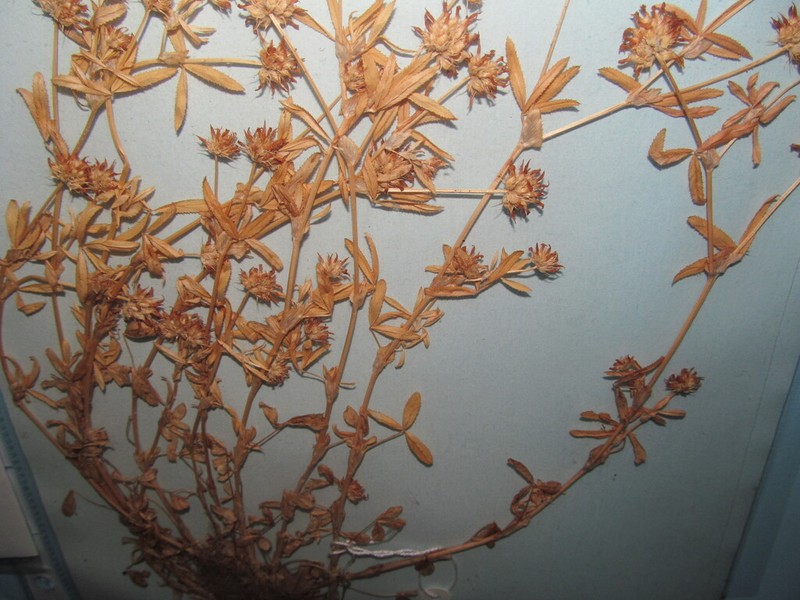 Trifolium strictum photo 7