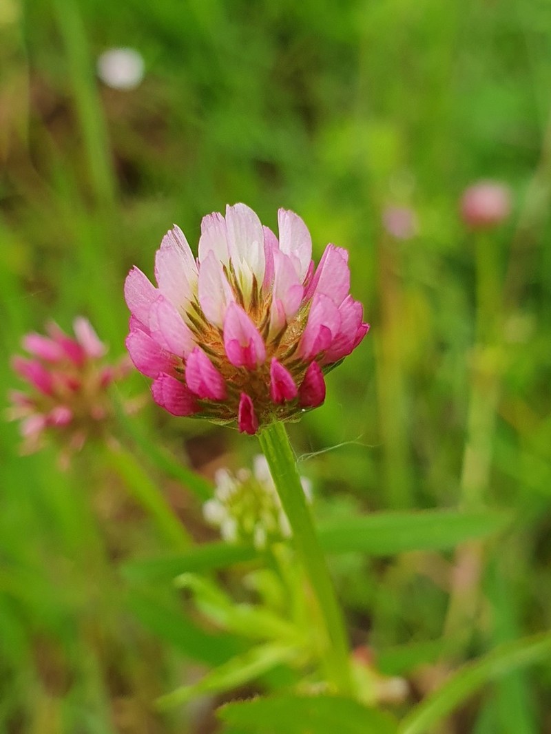 Trifolium strictum photo 8
