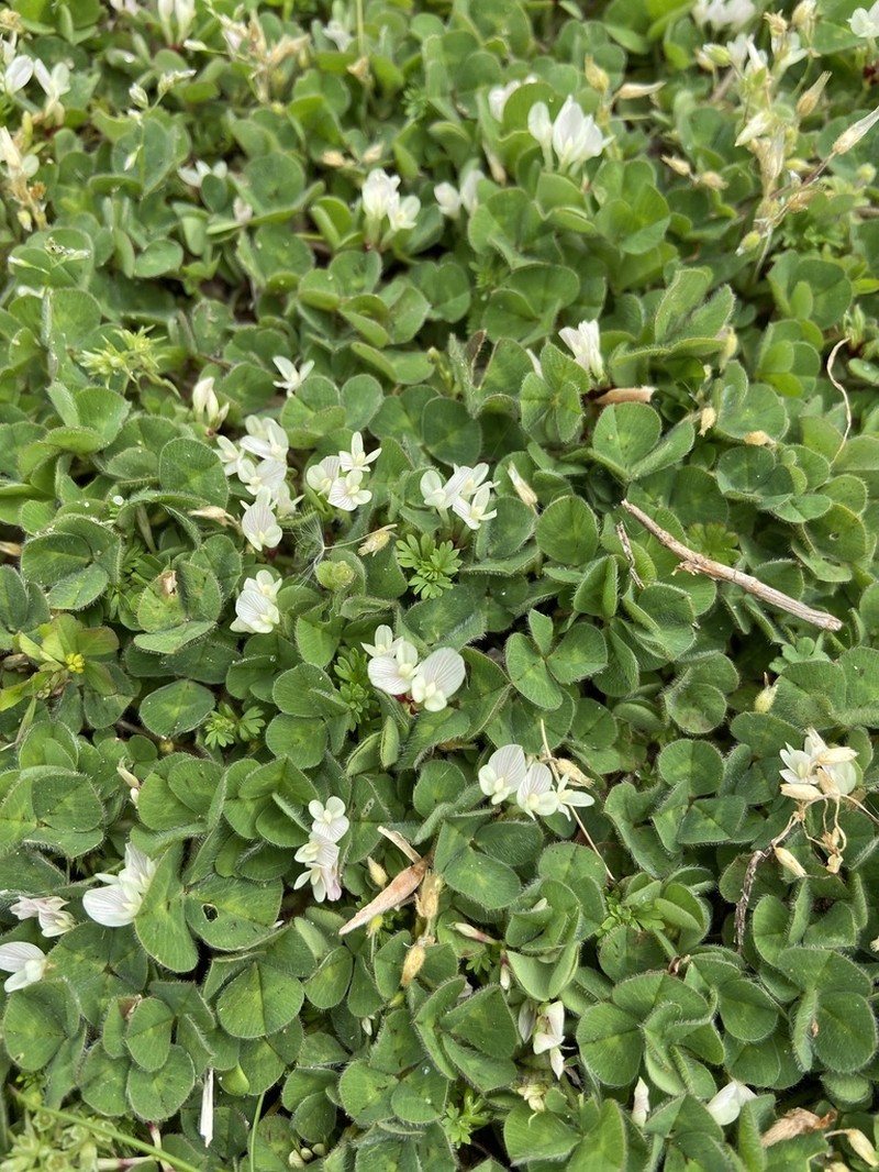 Subterranean Clover photo 4