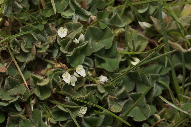 Subterranean Clover photo 5
