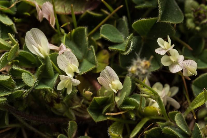 Subterranean Clover photo 6
