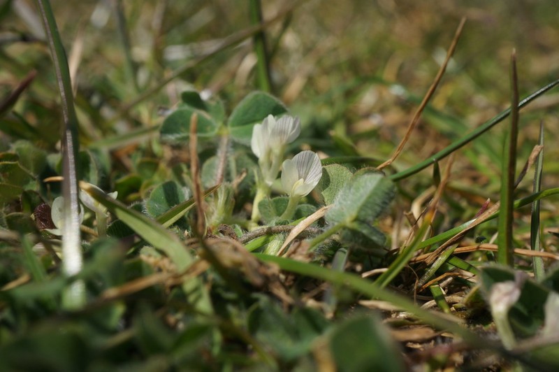 Subterranean Clover photo 7