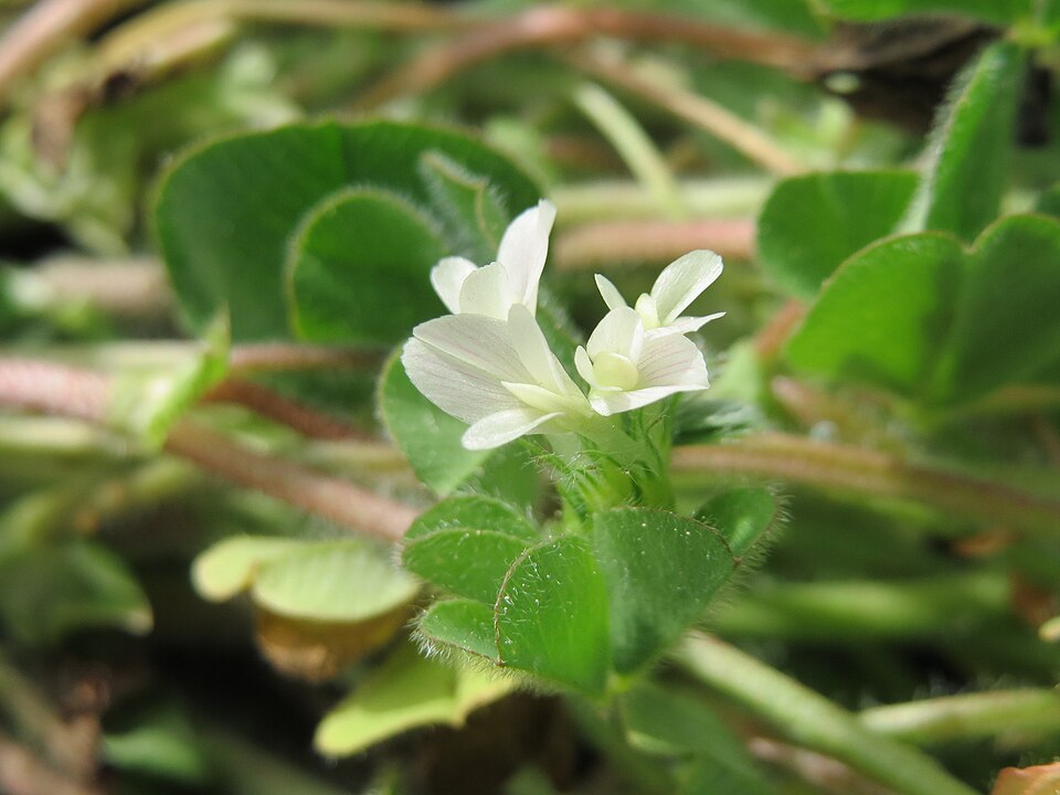 Subterranean Clover photo 6
