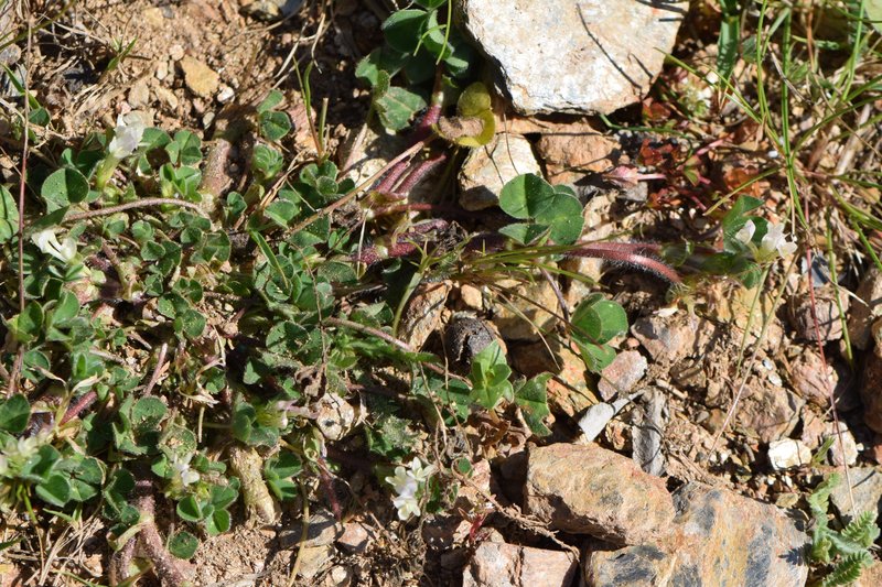 Subterranean Clover photo 7