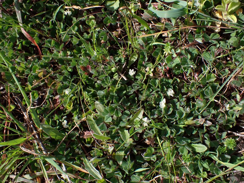 Subterranean Clover photo 8