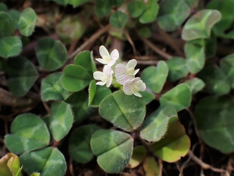 Subterranean Clover photo 9