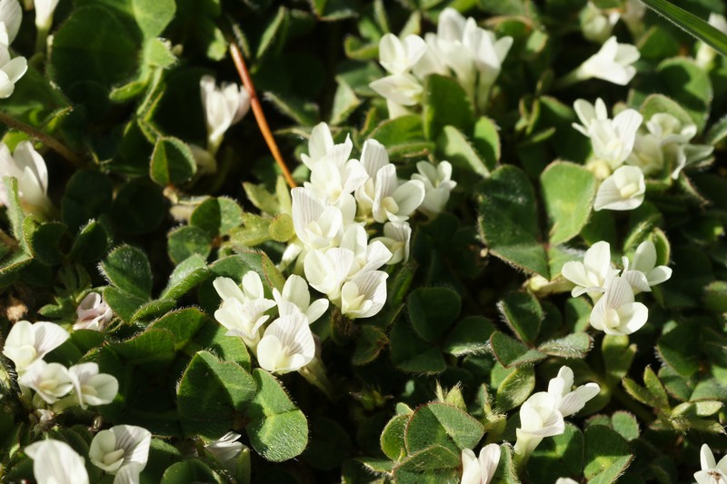 Subterranean Clover photo 2