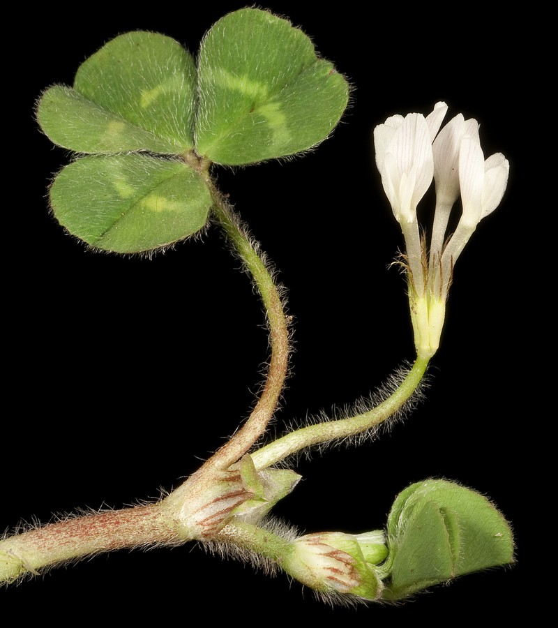Subterranean Clover photo 3