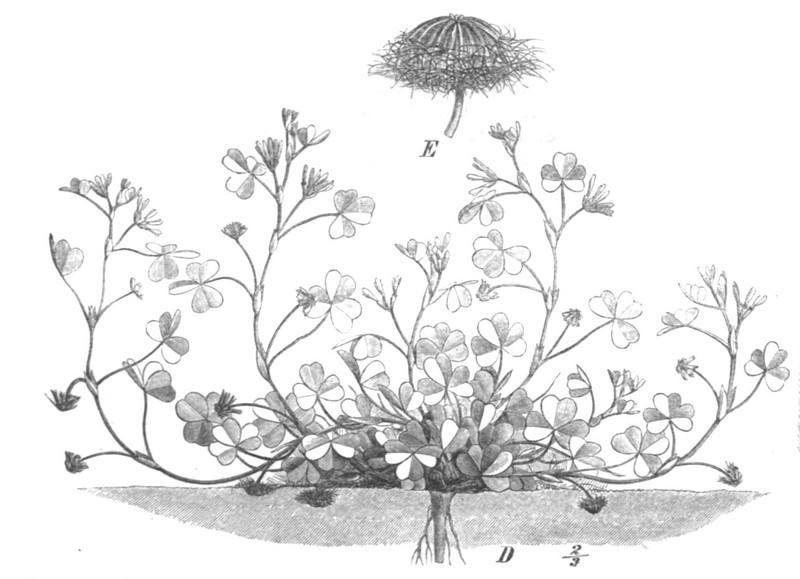 Subterranean Clover photo 4
