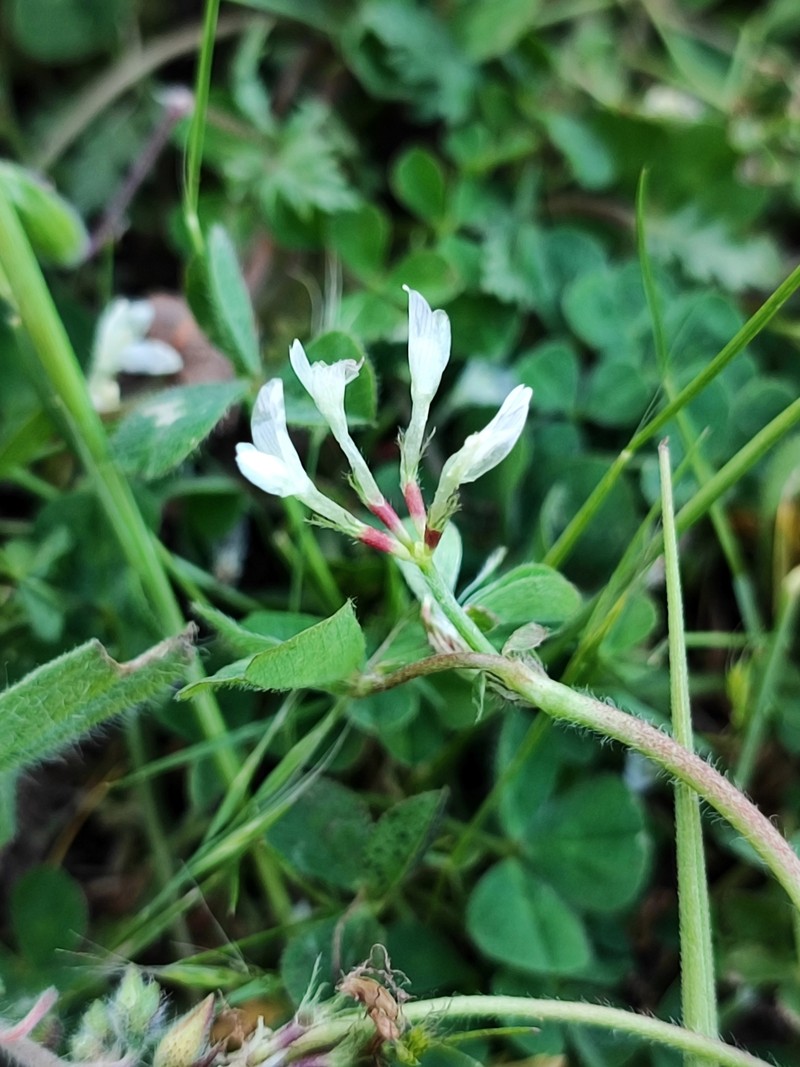 Trifolium subterraneum subsp. oxaloides