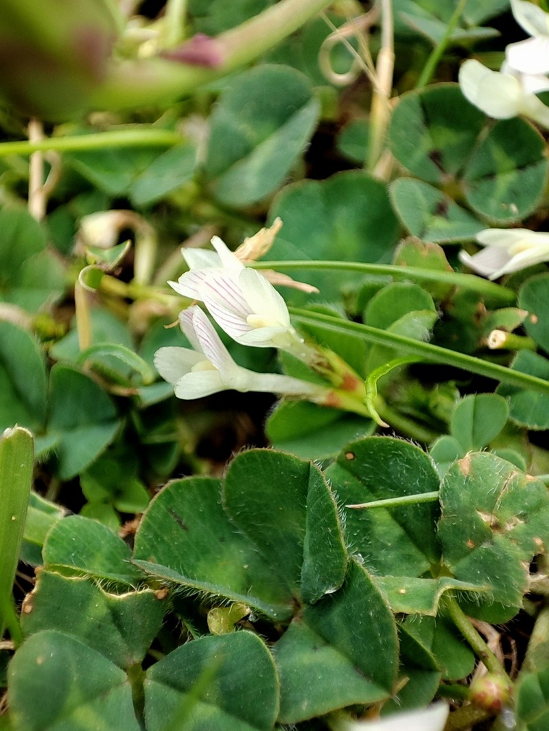 Trifolium subterraneum subsp. oxaloides photo 2