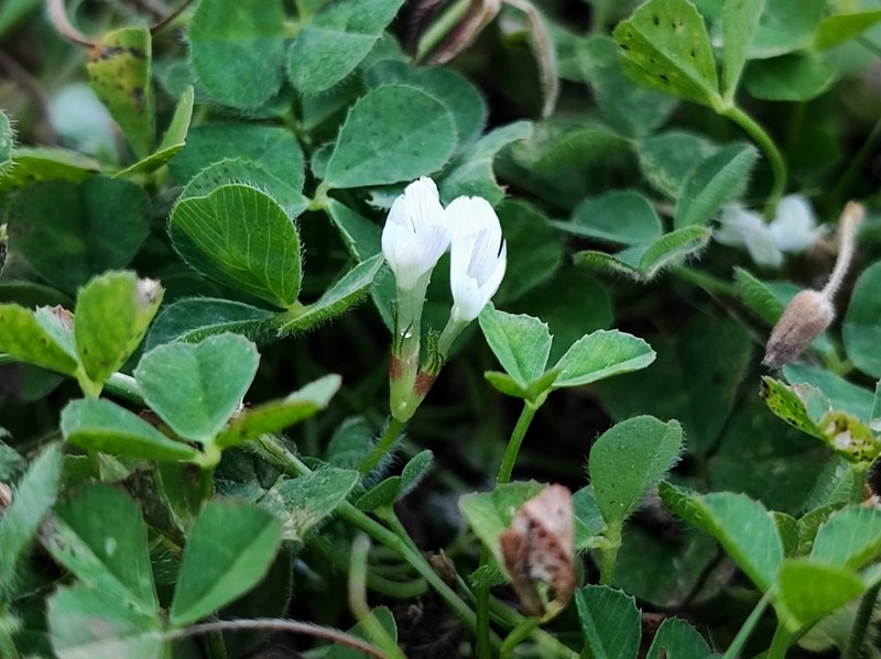 Trifolium subterraneum subsp. oxaloides photo 3