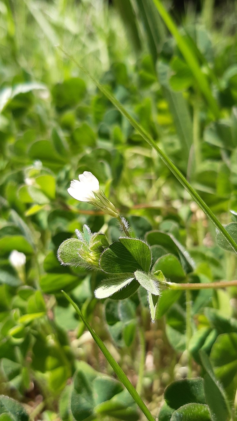 Trifolium subterraneum subsp. oxaloides photo 4