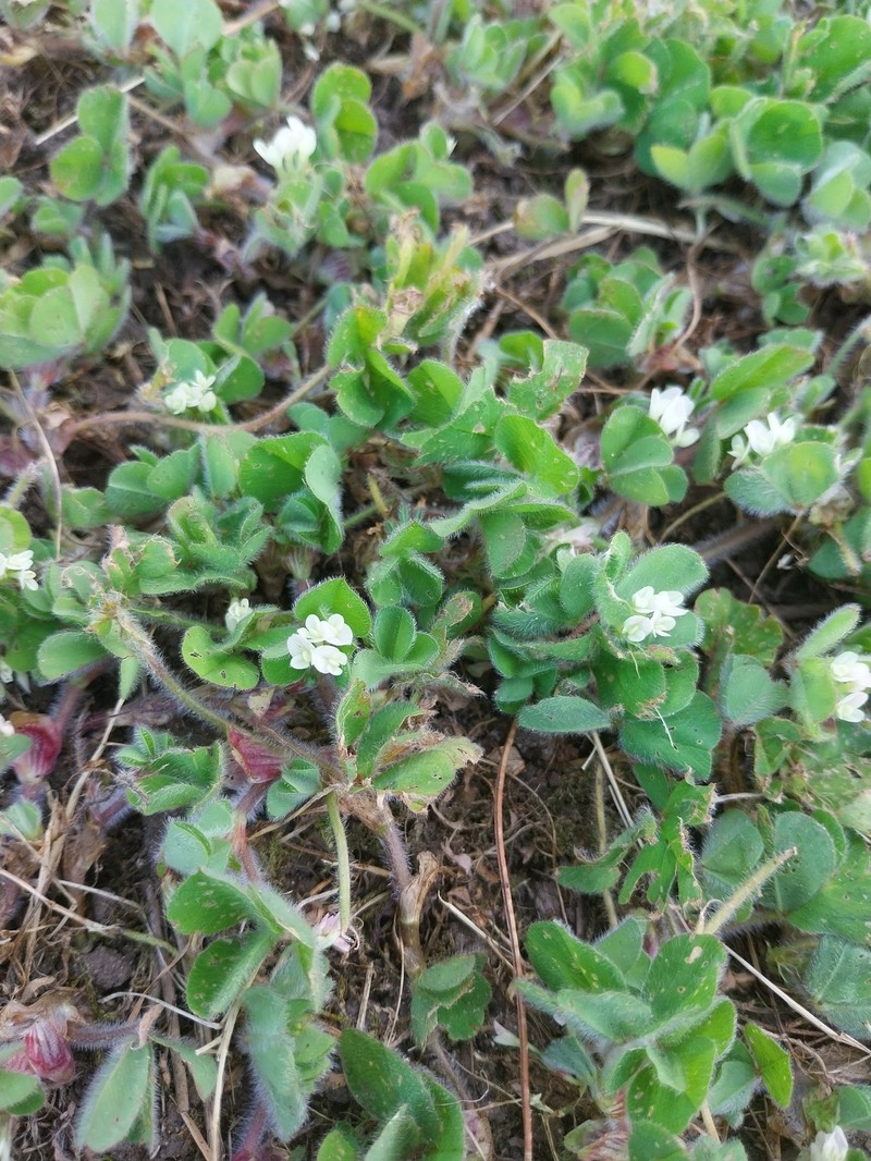 Trifolium subterraneum subsp. subterraneum