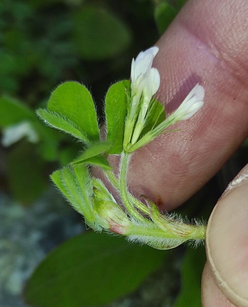 Trifolium subterraneum subsp. subterraneum photo 2