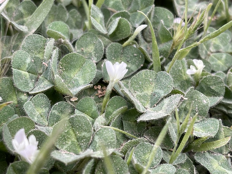 Trifolium subterraneum subsp. subterraneum photo 3