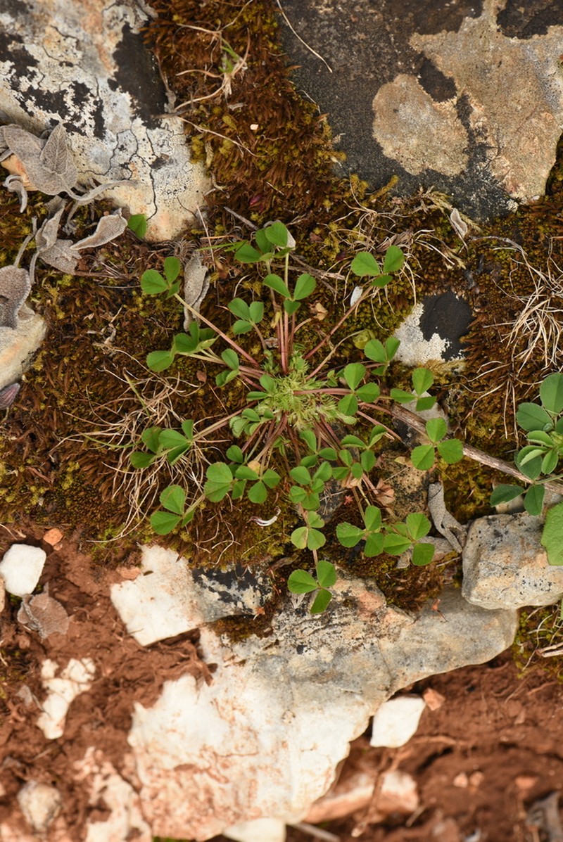Suffocating Clover photo 2