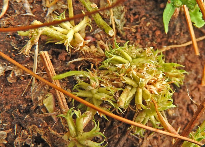 Suffocating Clover photo 3
