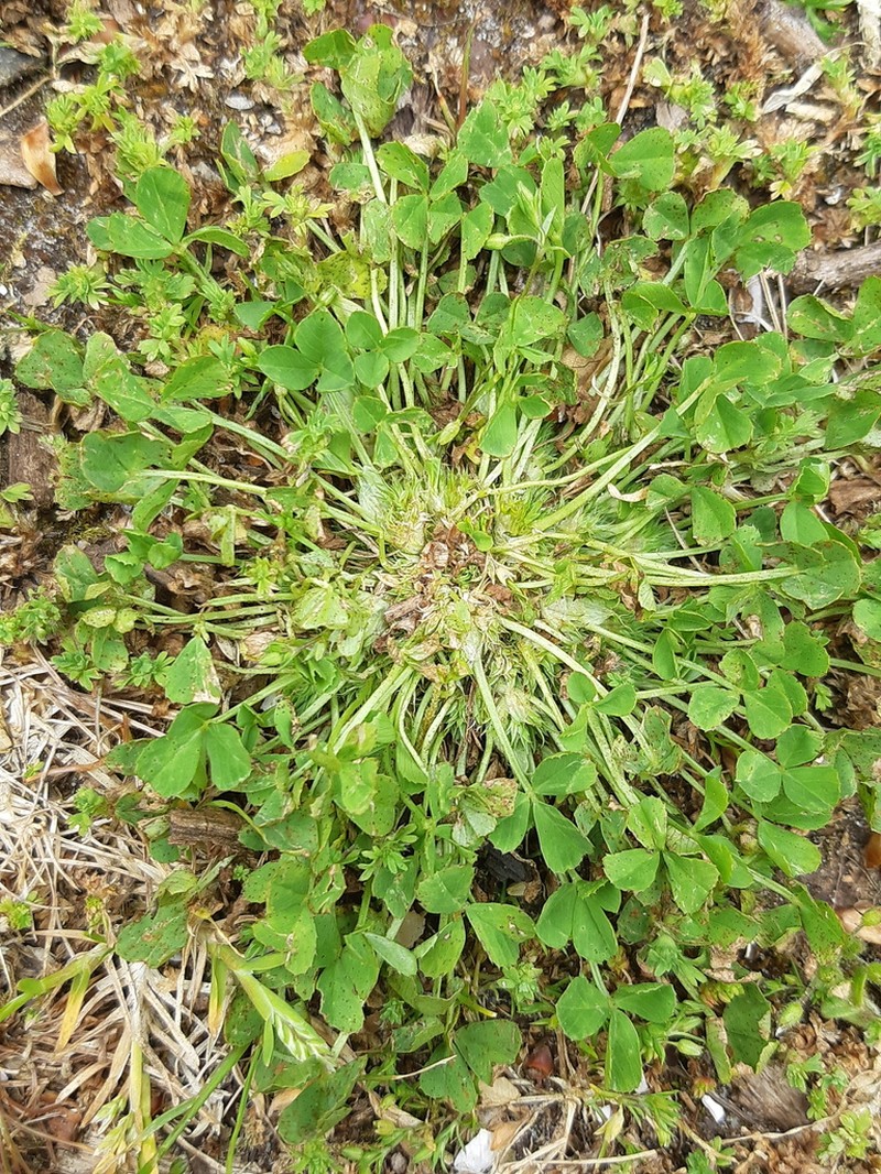 Suffocating Clover photo 4