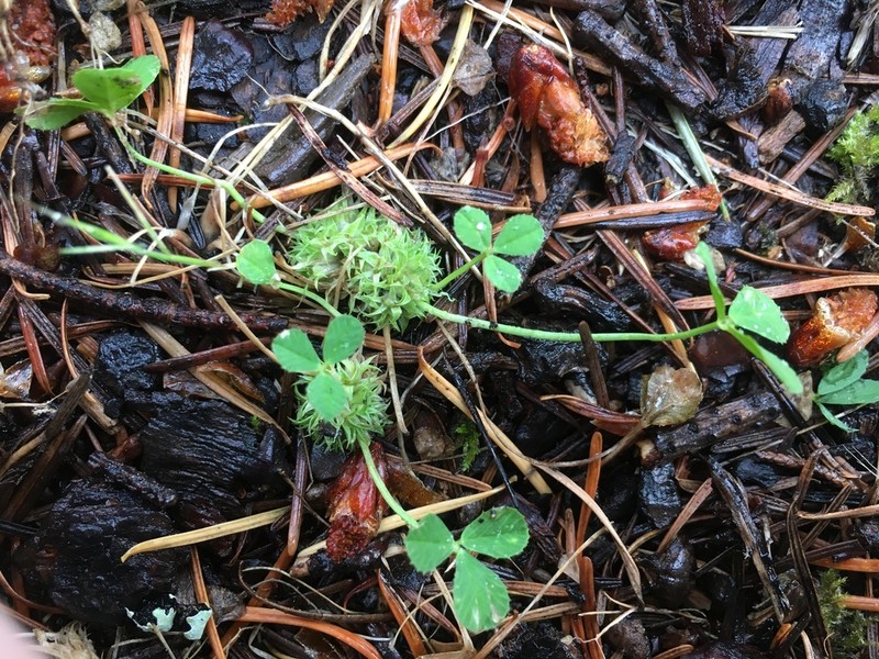 Suffocating Clover photo 5