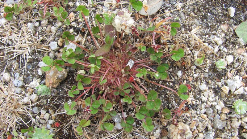 Suffocating Clover photo 6