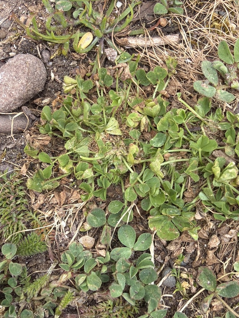 Suffocating Clover photo 7