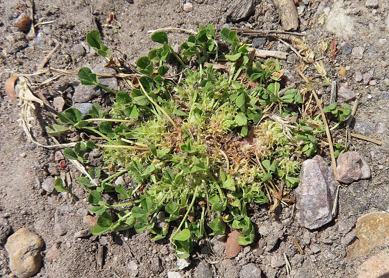 Suffocating Clover photo 2