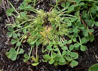 Suffocating Clover