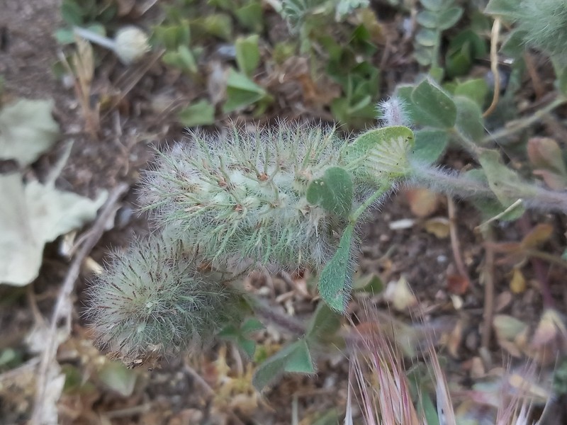 Trifolium sylvaticum