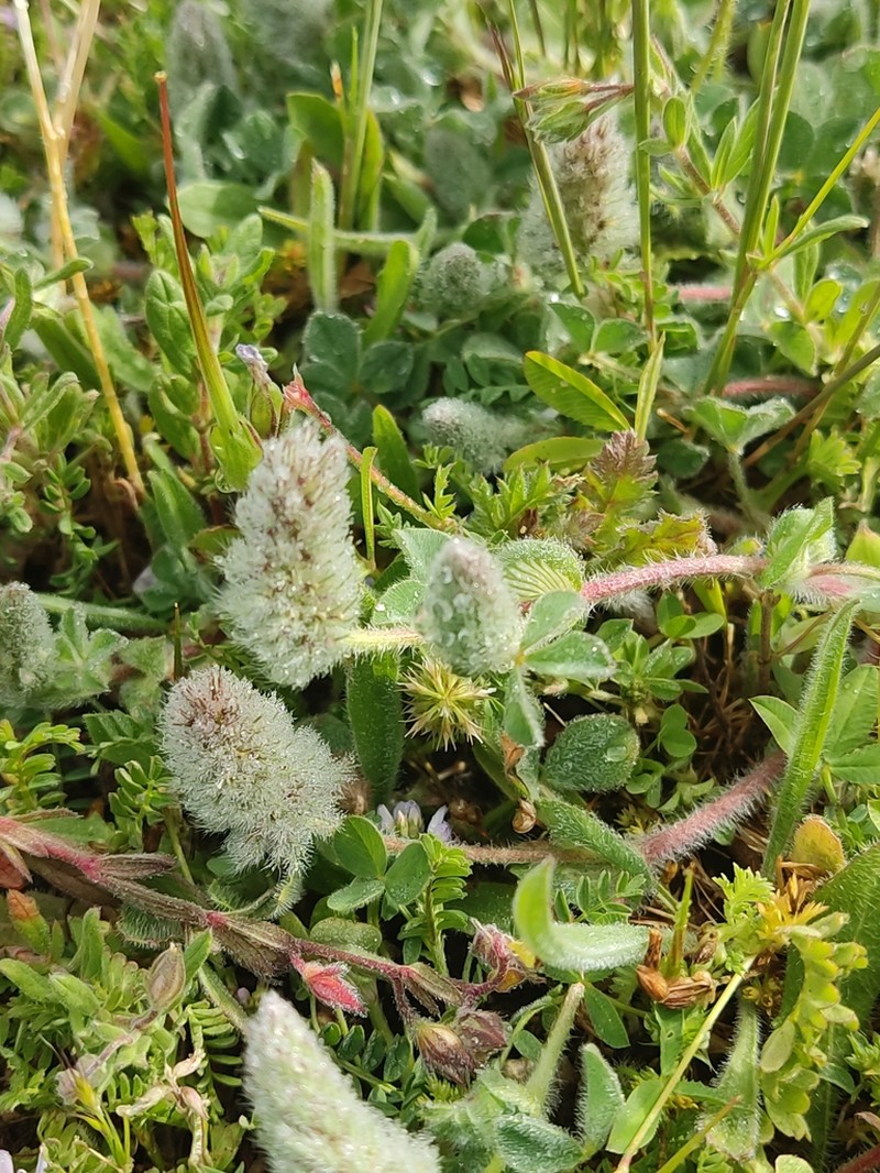 Trifolium sylvaticum photo 2