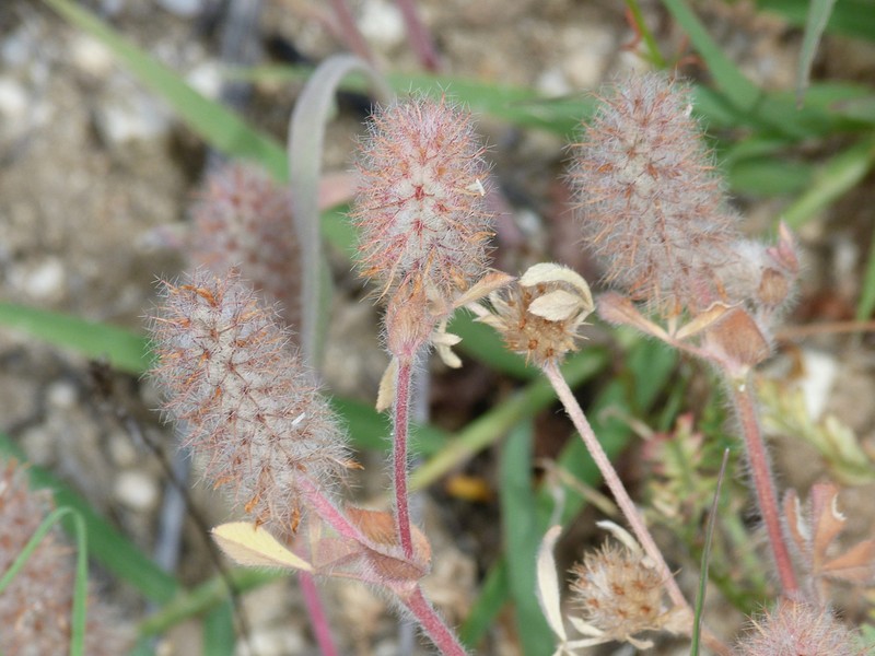 Trifolium sylvaticum photo 3