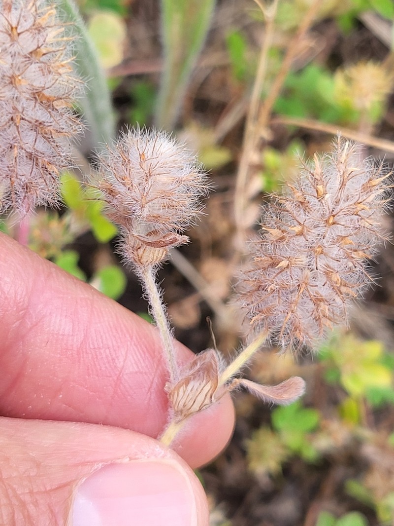 Trifolium sylvaticum photo 4