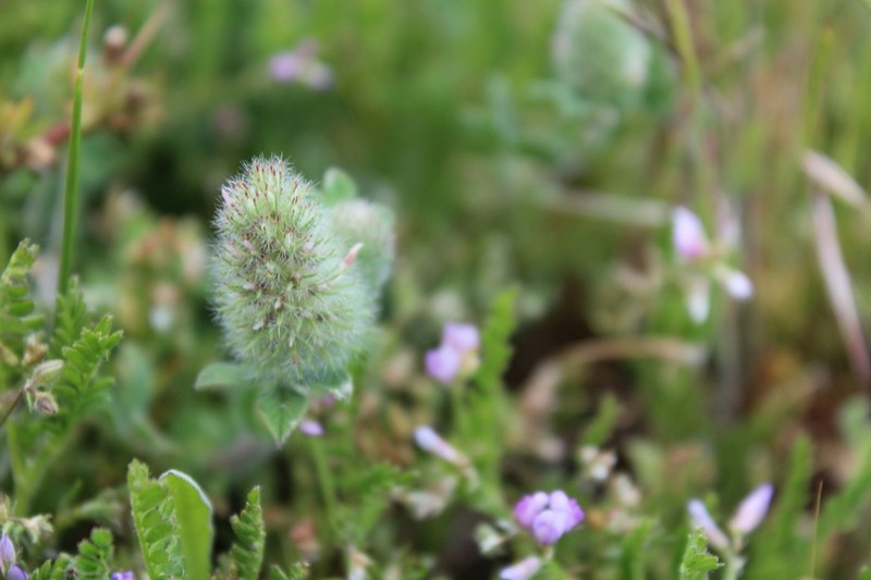 Trifolium sylvaticum photo 5