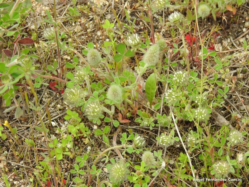 Trifolium sylvaticum photo 6
