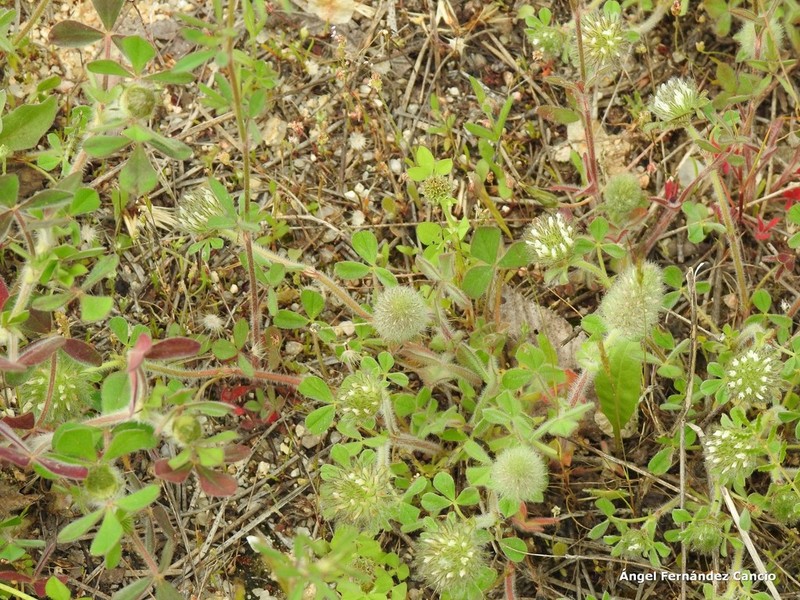 Trifolium sylvaticum photo 7