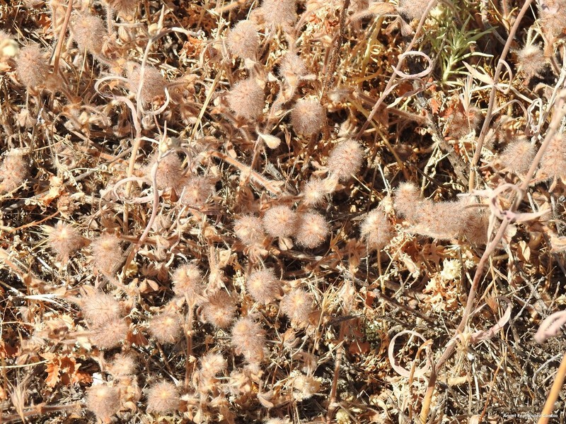 Trifolium sylvaticum photo 8