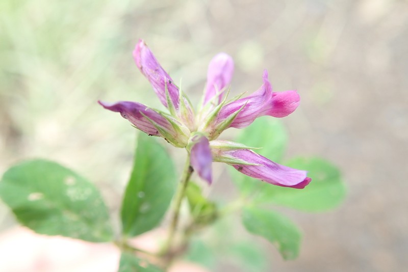 Tembien Clover