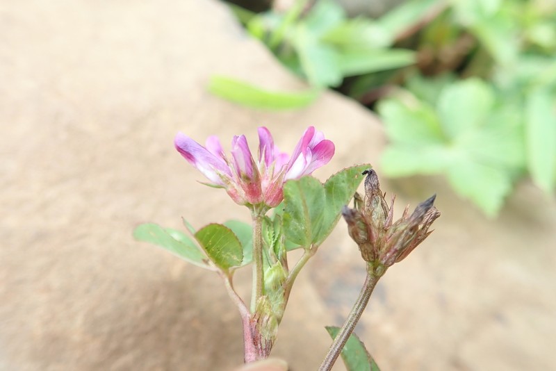 Tembien Clover photo 2