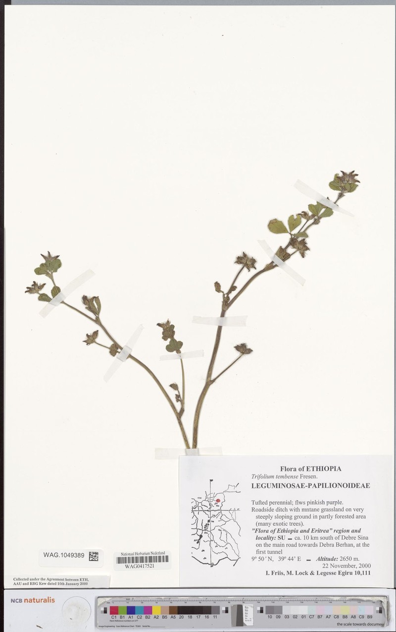 Tembien Clover photo 4