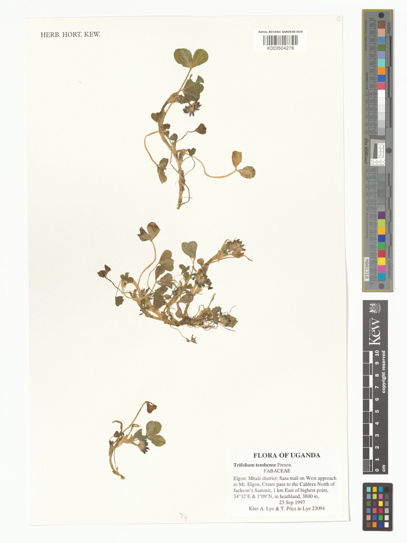 Tembien Clover photo 5