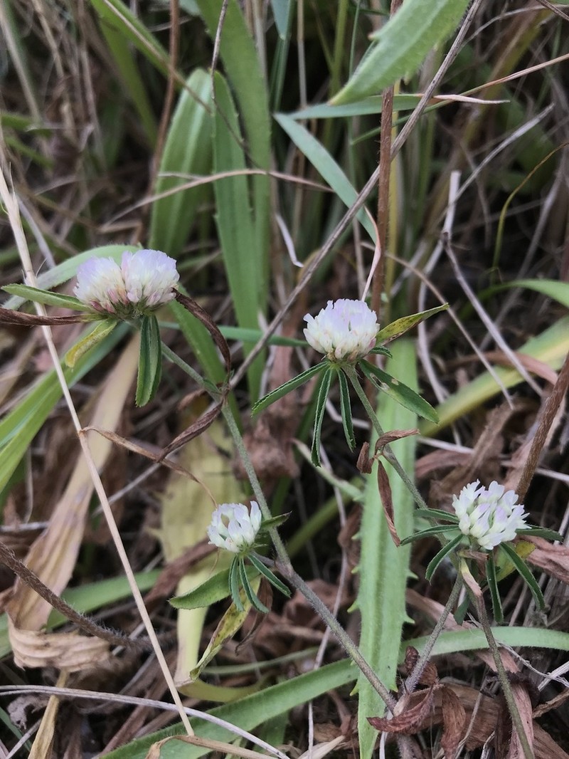 Trifolium tenuifolium