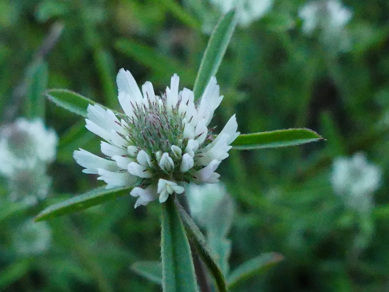 Trifolium tenuifolium photo 2