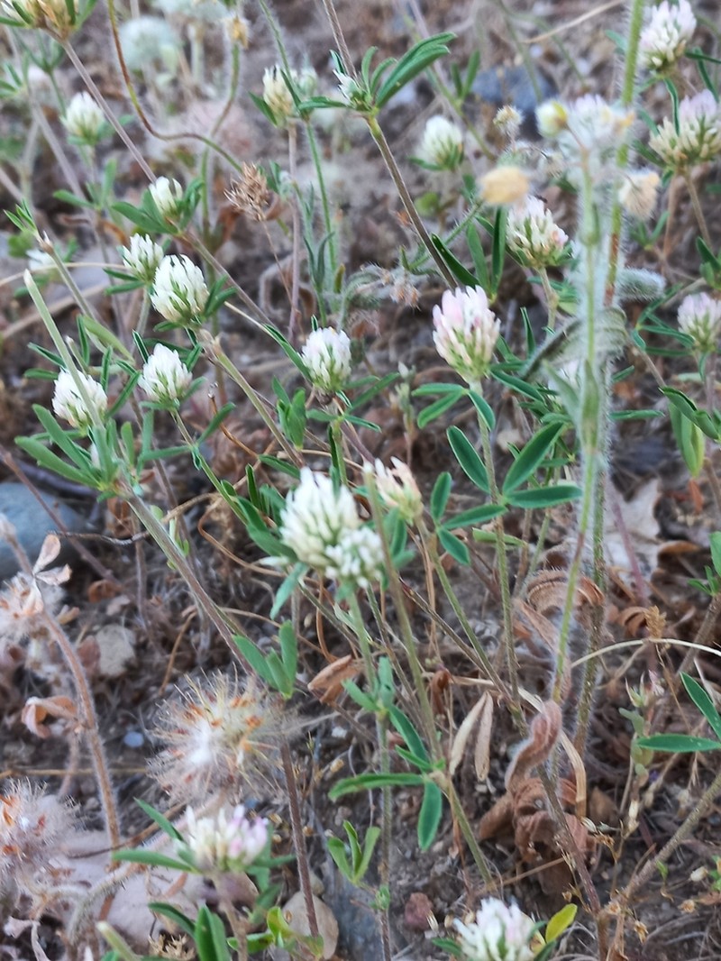 Trifolium tenuifolium photo 3